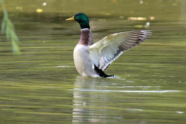 Bild vergrößern: Ente flgelschlagend im Teich.